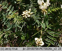 Astragalus australis (traganek jasny)