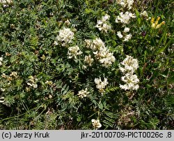 Astragalus australis (traganek jasny)