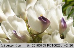 Astragalus australis (traganek jasny)