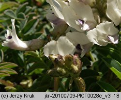 Astragalus australis (traganek jasny)