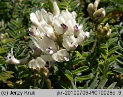 Astragalus australis (traganek jasny)