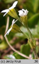 Androsace obtusifolia (naradka tępolistna)