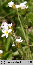 Androsace obtusifolia (naradka tępolistna)