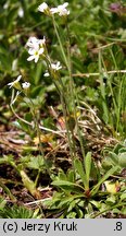 Androsace obtusifolia (naradka tępolistna)