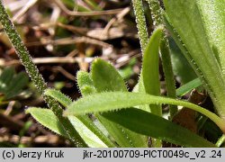 Androsace obtusifolia (naradka tępolistna)