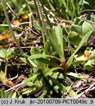 Androsace obtusifolia (naradka tępolistna)