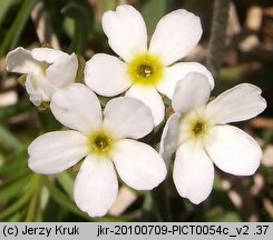 Androsace obtusifolia (naradka tępolistna)