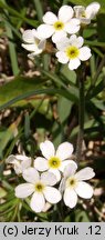 Androsace obtusifolia (naradka tępolistna)