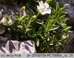 Cerastium latifolium (rogownica szerokolistna)