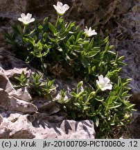 Cerastium latifolium (rogownica szerokolistna)