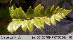 Polystichum lonchitis (paprotnik ostry)