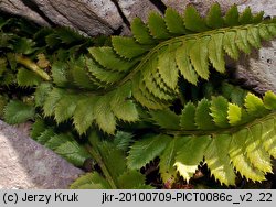 Polystichum lonchitis (paprotnik ostry)