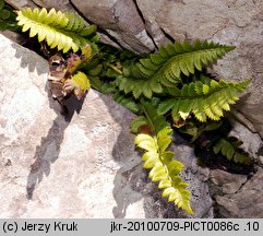 Polystichum lonchitis (paprotnik ostry)