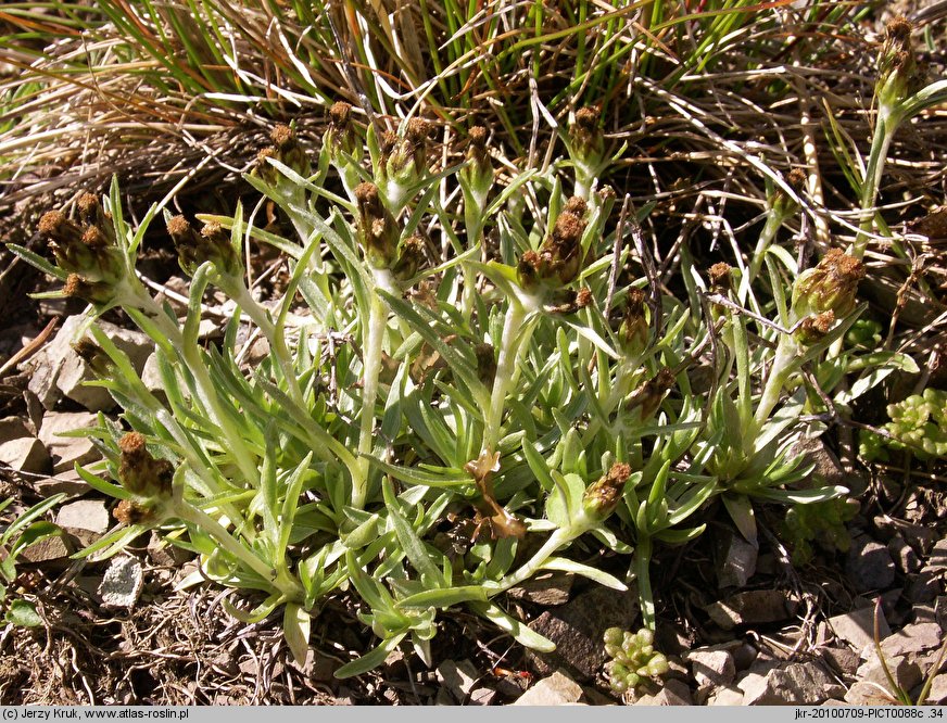 Gnaphalium supinum (szarota drobna)