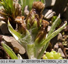 Gnaphalium supinum (szarota drobna)