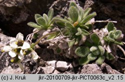 Draba tomentosa (głodek kutnerowaty)