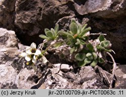 Draba tomentosa (głodek kutnerowaty)