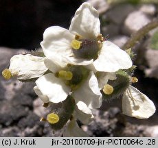 Draba tomentosa (głodek kutnerowaty)