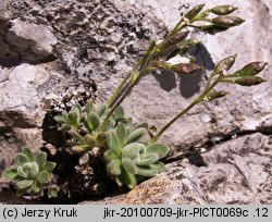 Draba tomentosa (głodek kutnerowaty)