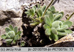 Draba tomentosa (głodek kutnerowaty)