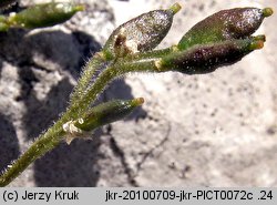 Draba tomentosa (głodek kutnerowaty)