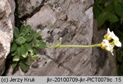 Draba tomentosa (głodek kutnerowaty)