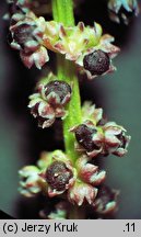 Chenopodium polyspermum (komosa wielonasienna)