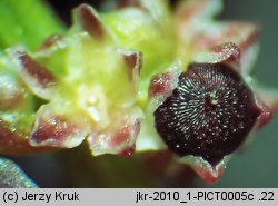 Chenopodium polyspermum (komosa wielonasienna)