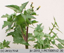 Sonchus oleraceus (mlecz zwyczajny)