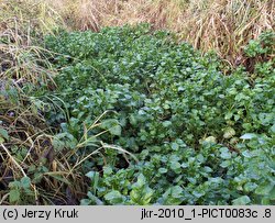 Nasturtium officinale (rukiew wodna)