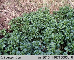 Nasturtium officinale (rukiew wodna)