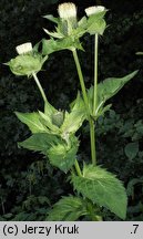 Cirsium oleraceum (ostrożeń warzywny)