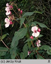 Impatiens glandulifera (niecierpek himalajski)