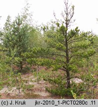 Pinus banksiana (sosna Banksa)