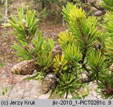 Pinus banksiana (sosna Banksa)