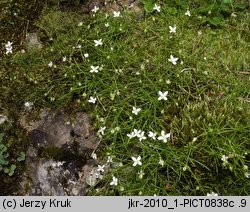 Moehringia muscosa (możylinek mchowaty)