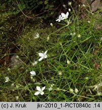 Moehringia muscosa (możylinek mchowaty)