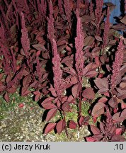 Amaranthus cruentus (szarłat wyniosły)