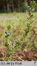 Veronica dillenii (przetacznik Dillena)