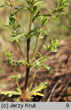 Veronica dillenii (przetacznik Dillena)