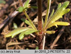 Veronica dillenii (przetacznik Dillena)