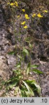 Hieracium lachenalii (jastrzębiec Lachenala)