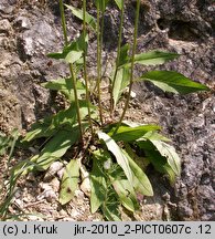 Hieracium lachenalii (jastrzębiec Lachenala)