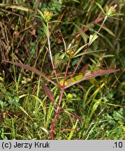 Bidens connata (uczep zwodniczy)