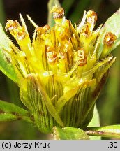 Bidens connata (uczep zwodniczy)