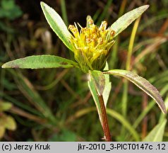 Bidens connata (uczep zwodniczy)