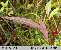 Bidens connata (uczep zwodniczy)