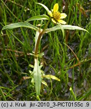 Bidens cernua (uczep zwisły)