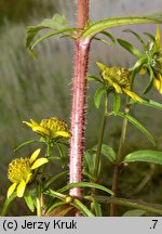 Bidens cernua (uczep zwisły)