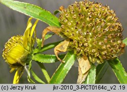 Bidens cernua (uczep zwisły)